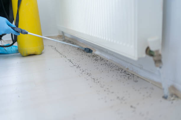 Best Wasp Removal Services  in Palmer Lake, CO