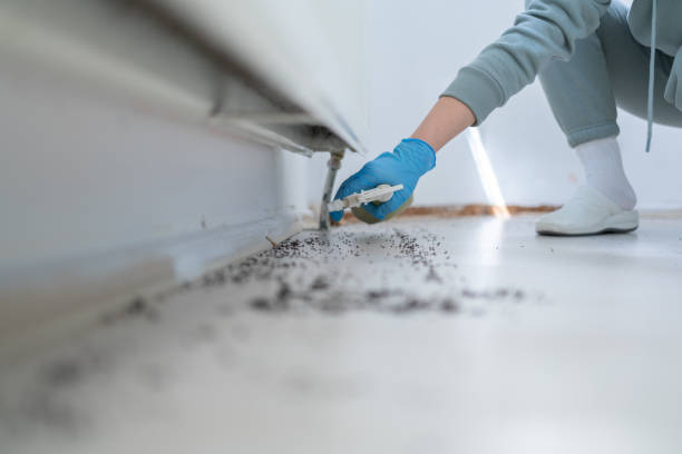 Best Pest Control for Businesses  in Palmer Lake, CO